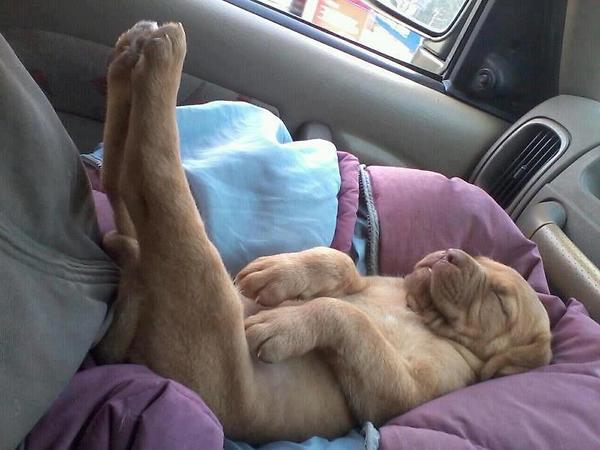 Smiešny spiaci pes - vtipné obrázky psov, psík spí