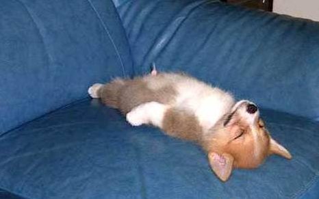 Smiešny spiaci pes - vtipné obrázky psov, psík spí
