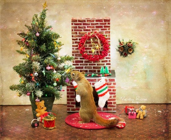 Veverička a fotografie Nancy Ross