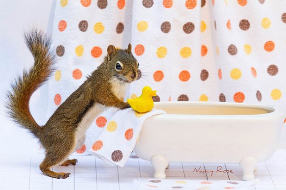Veverička a fotografie Nancy Ross