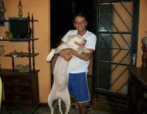 Týraný psík v Rio de Janeiro