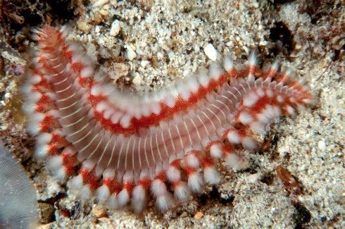 Hermodice Carunculata morská stonožka