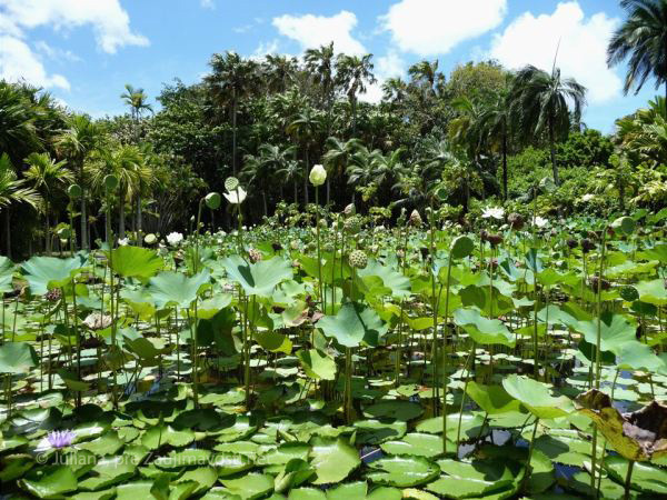 botanicka zahrada ostrov Maurícius