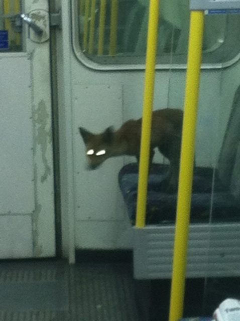 Londýnske metro a líška