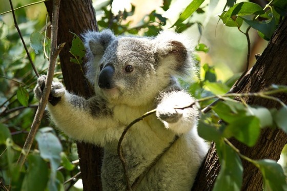 Medvedík koala Austrália