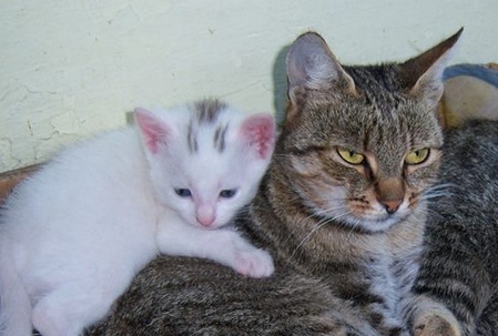 Mačka a mačiatko