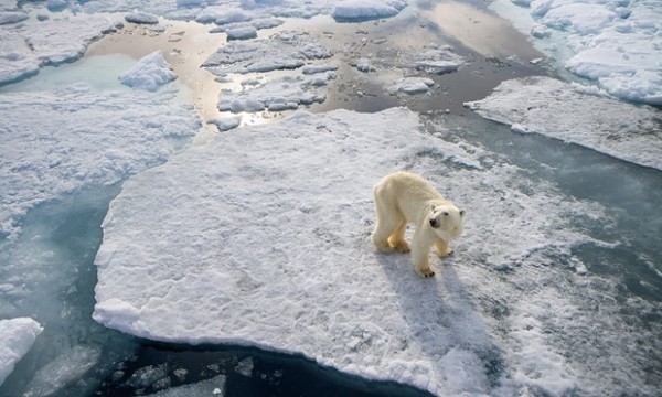 A lone polar bear, one of the most iconic visual representations of climate change. Photograph: Jonnie Hughes/BBC/Silverback Films/Jonnie Hughes