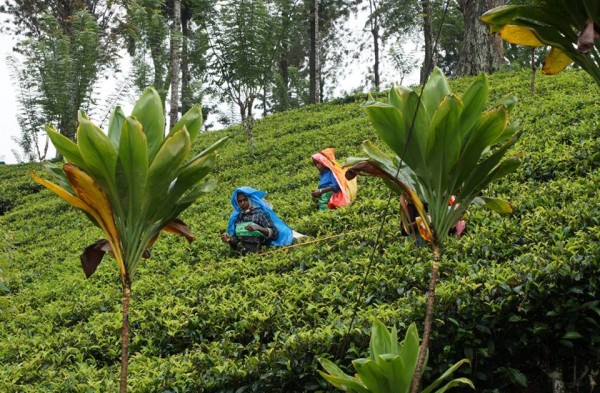 Neúnavné zberačky čaju na plantáži v Nuwara Eliya.