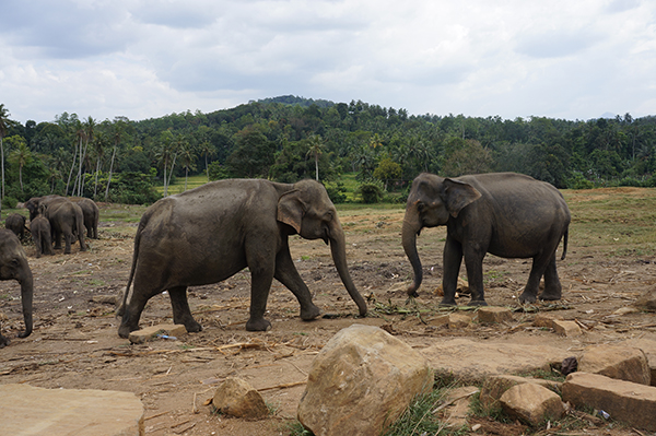 Večne hravé slony v známom sloňom sirotinci v Pinnawale.