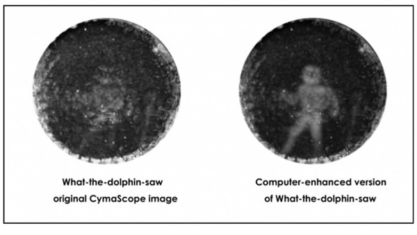 how-dolphins-see