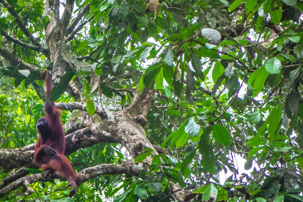 Orangutan v zachrannom centre Sepilok