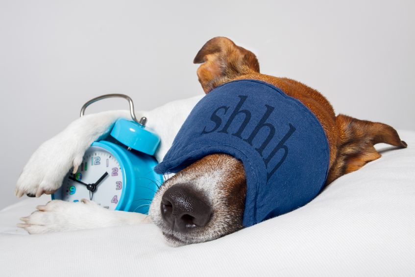 13169067 - dog with alarm clock and sleeping