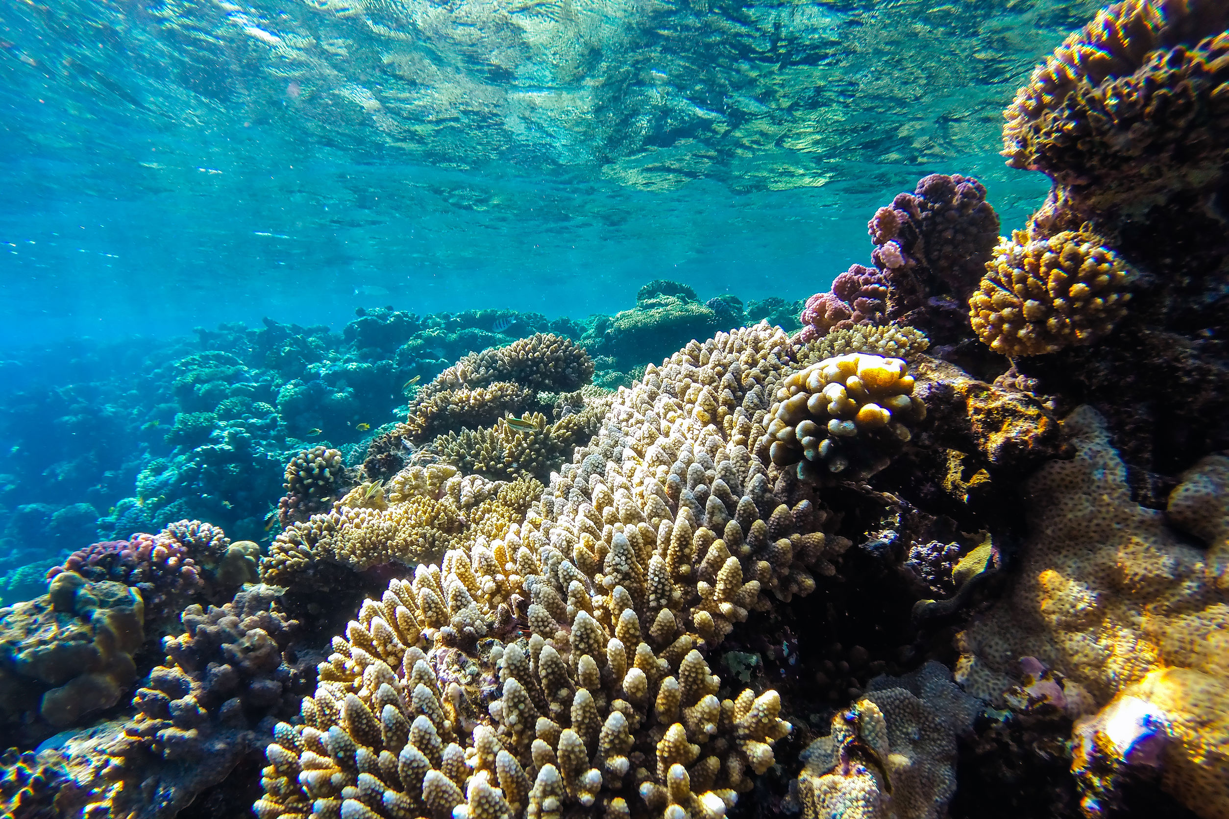 43548509 - red sea coral reef with hard corals, fishes and sunny sky shining through clean water - underwater photo