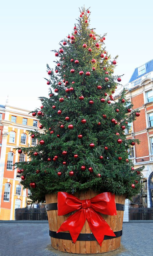 15748873 - large christmas tree outside on public city square