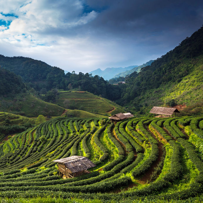 24228877 - tea plantation in the doi ang khang, chiang mai, thailand