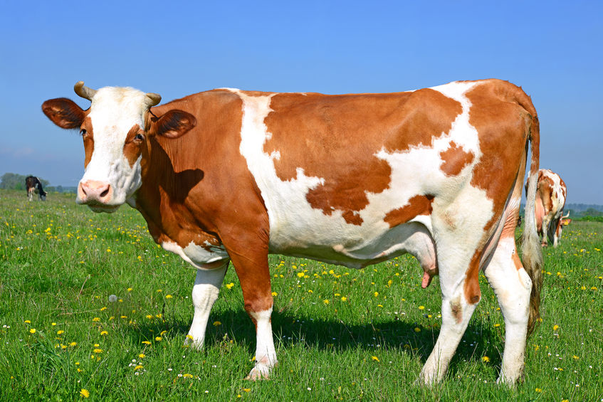42132152 - cow on a summer pasture