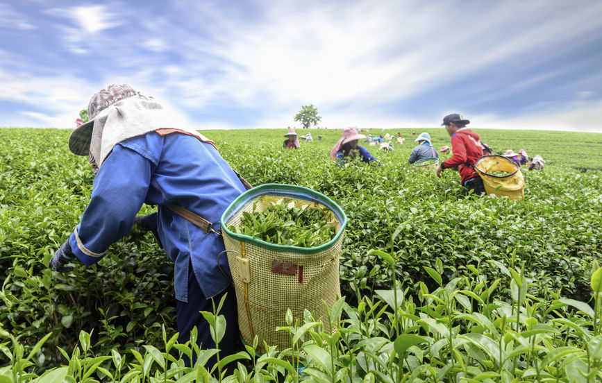 43729281 - crowd of tea picker picking tea leaf on plantation, chiang rai, thailand
