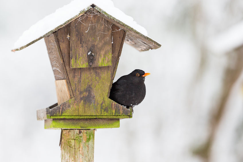 65636002 - bird feeders in the garden with a blackbird in winter