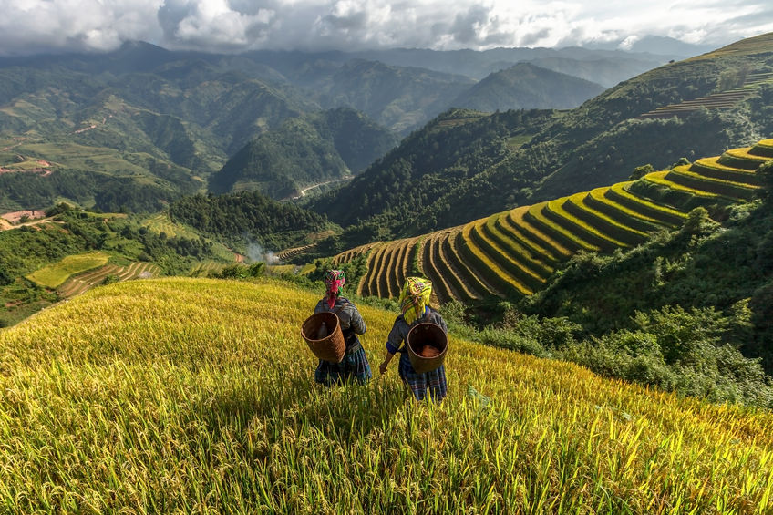 39663553 - farmers in rice fields on terraced of mu cang chai, yenbai, vietnam