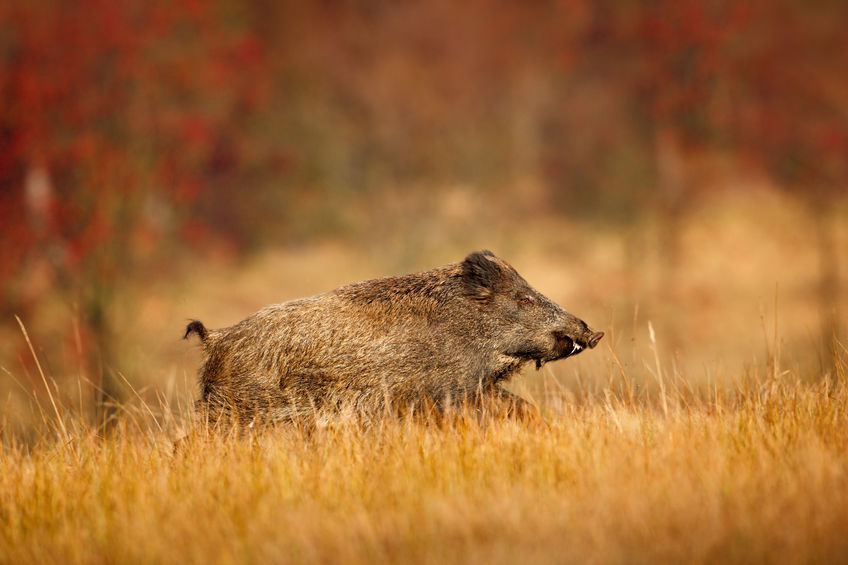 51631989 - big wild boar, sus scrofa, running in the grass meadow, red autumn forest in background
