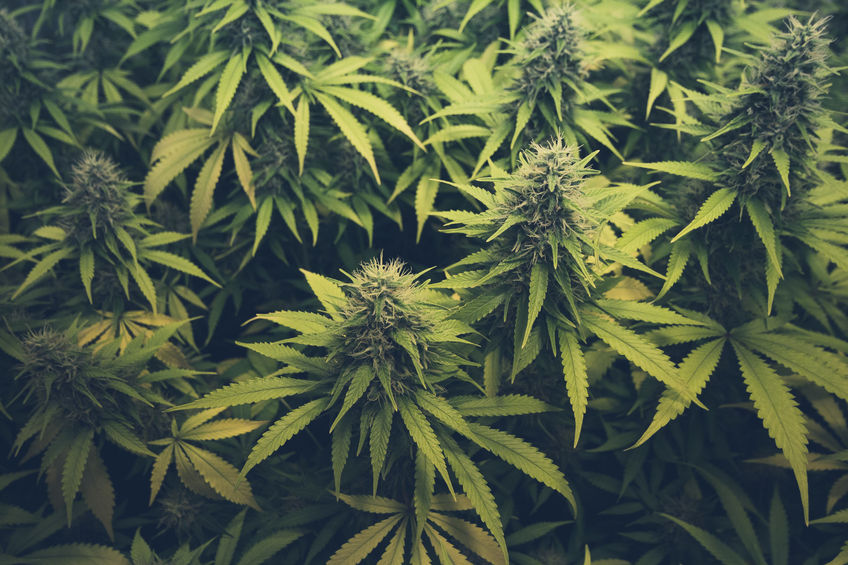 57232871 - cannabis bud / marihuana plants