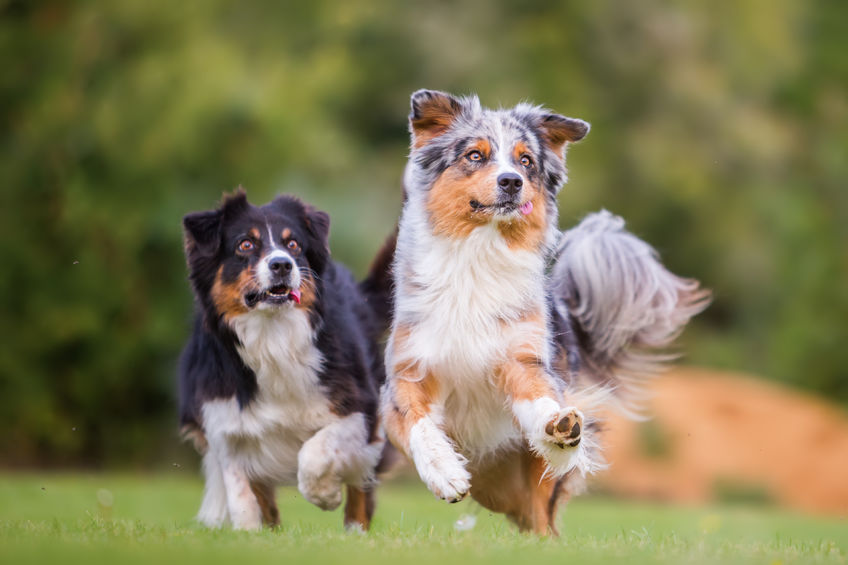 64627275 - picture of two australian shepherd dogs running for a toy