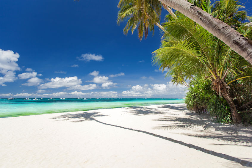 22441428 - tropical beach with palm and white sand, philippines