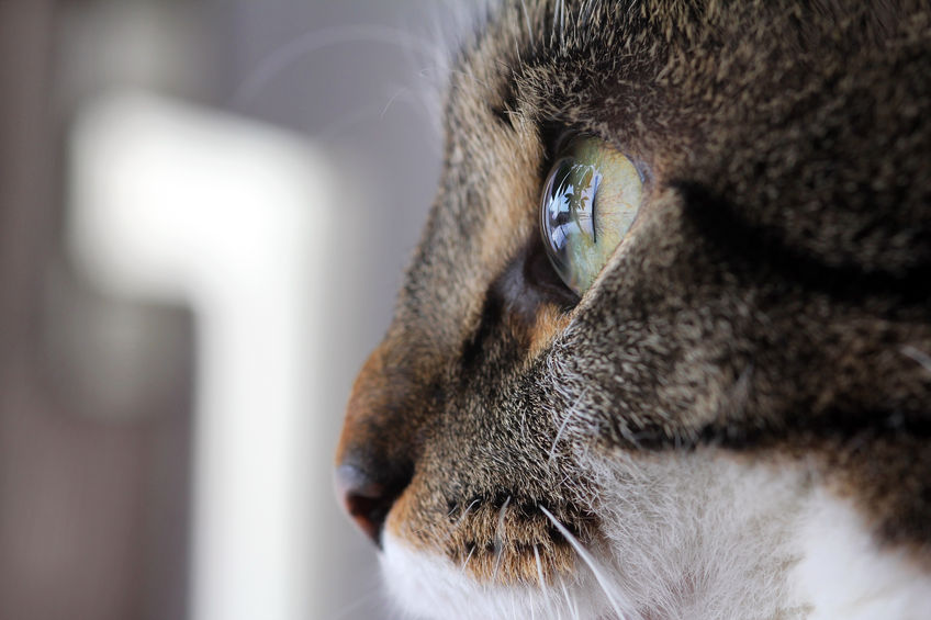 39982210 - close up of the eye of a cat from the side
