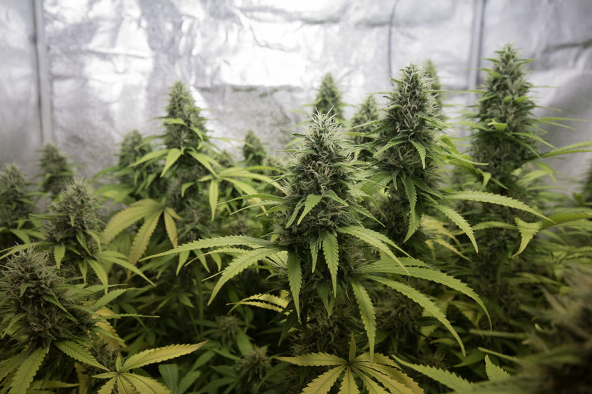 57232718 - indoor cannabis / marihuana plants