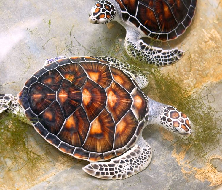 10039415 - sea turtles in nursery, thailand