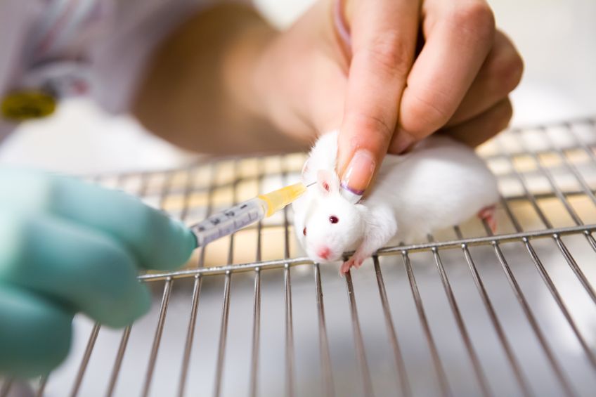 12056063 - vaccine test on laboratory mouse, applied by injection
