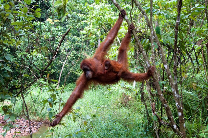 13657153 - orangutan in sumatra
