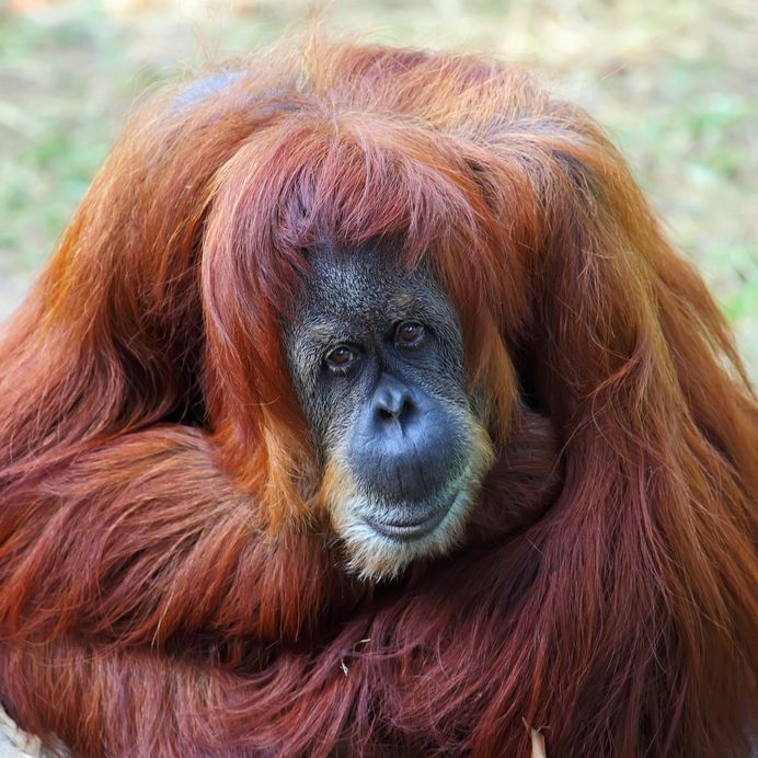 14381592 - orangutan in captivity in a zoo,looking in the distance
