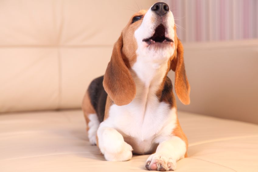 17235698 - female beagle puppy on a white leather sofa, barking