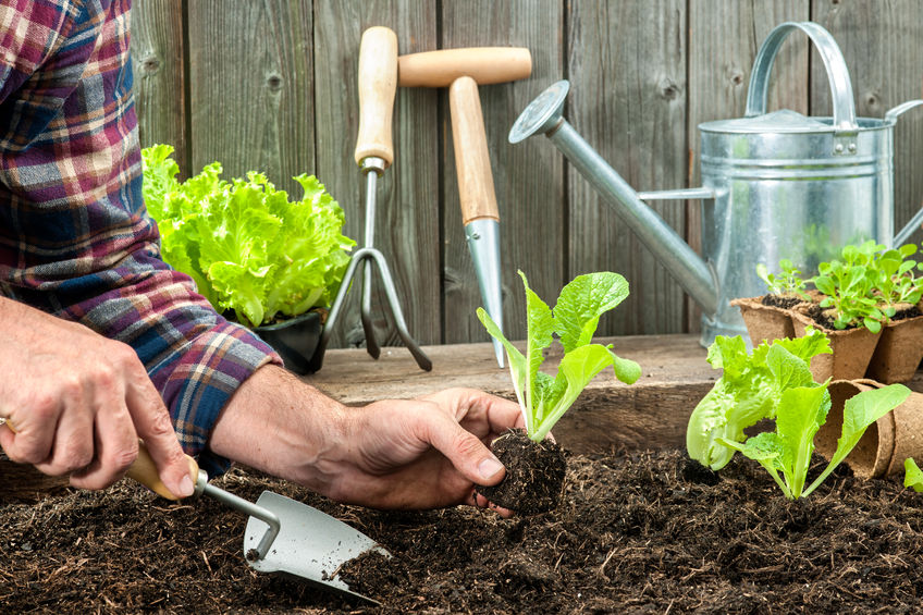 31600106 - farmer planting young seedlings of lettuce salad in the vegetable garden