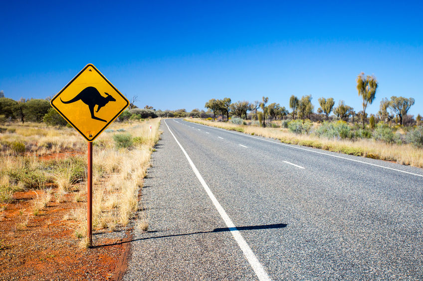 43357898 - an iconic warning road sign for kangaroos near uluru in northern territory, australia