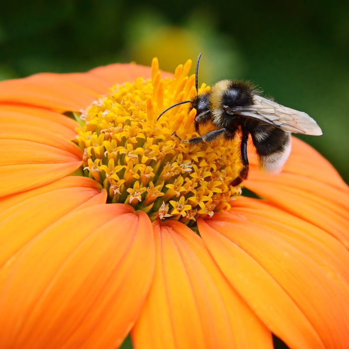 46453602 - big bumble bee on flower