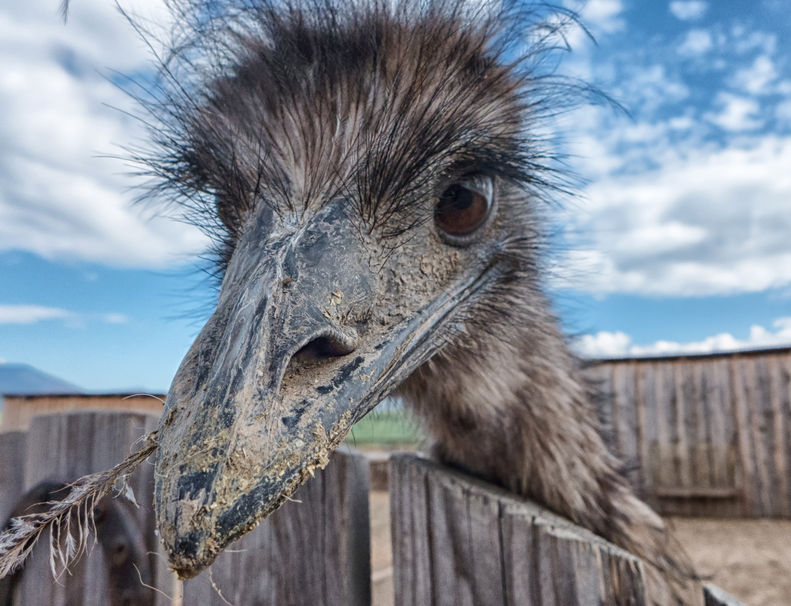 60345311 - curious young ostrich in zoo, slovakia