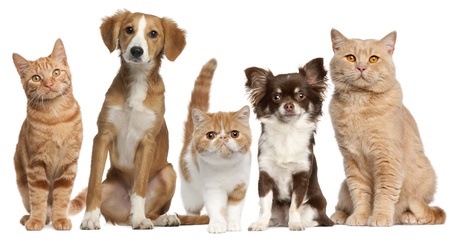 11615443 - group of cats and dogs in front of white background