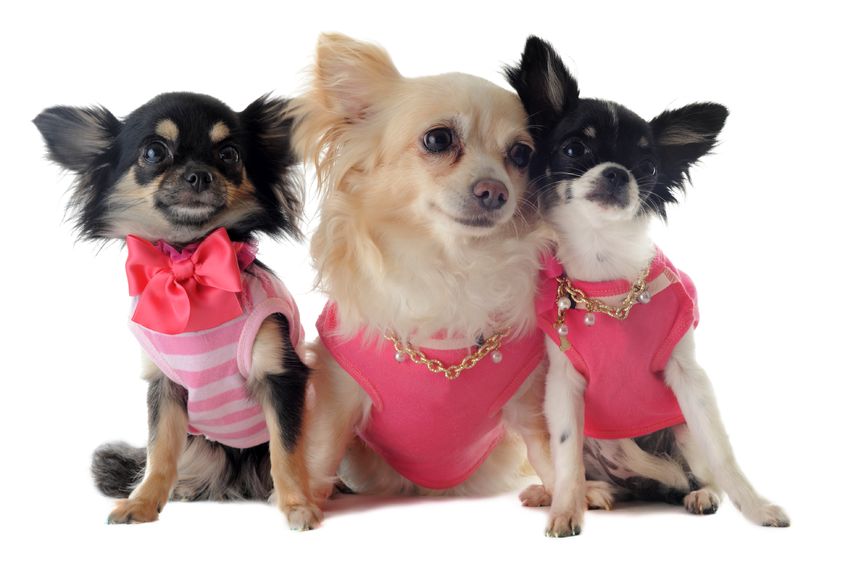 14187645 - group of chihuahua dressed in front of white background