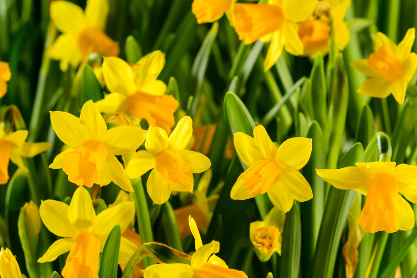 25754442 - spring flowers yellow narcissus