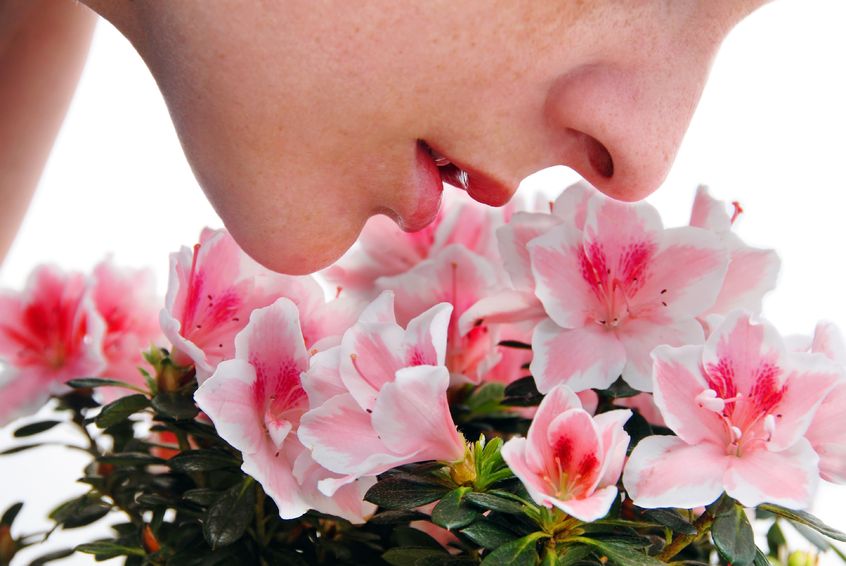 10129842 - woman enjoying in smelling of pink azalea flowers closeup