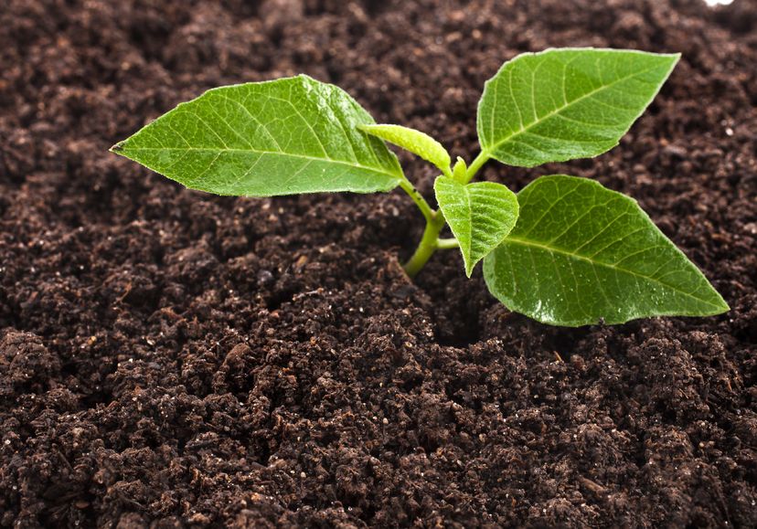 20509390 - seedling green plant surface top view textured background