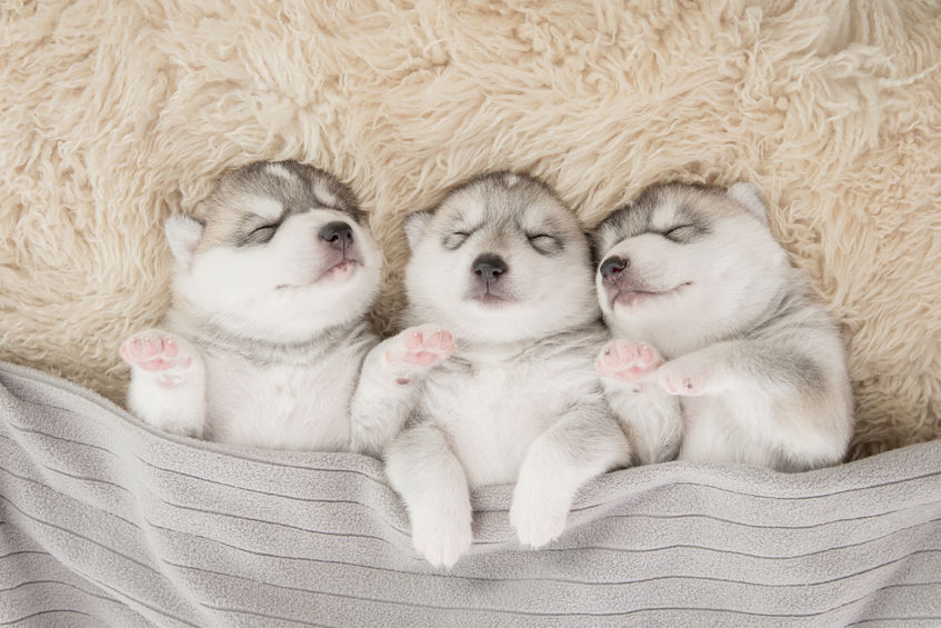 42975107 - three of siberian husky puppies sleeping under a grey blanket