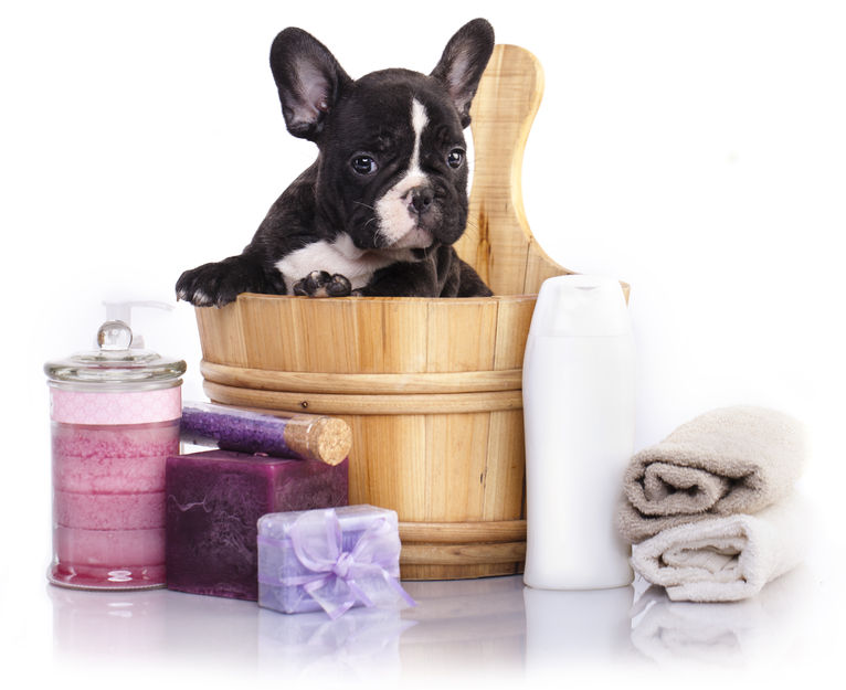 43958815 - puppy bath time - french bulldog puppy in wooden wash basin with soap suds