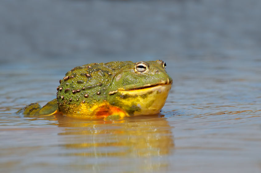 57653210 - male african giant bullfrog (pyxicephalus adspersus) in shallow water, south africa
