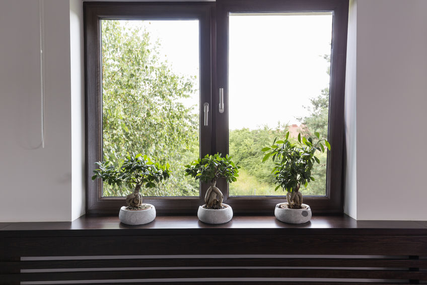 60845309 - window with brown wooden frame, three bonsai trees in white pots standing on a brown window sill