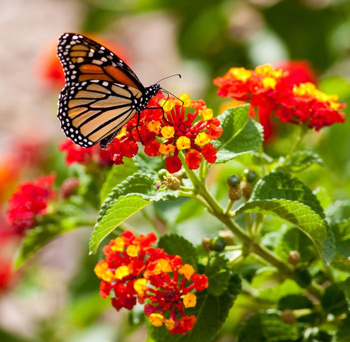 10544334 - monarch butterfly feeding