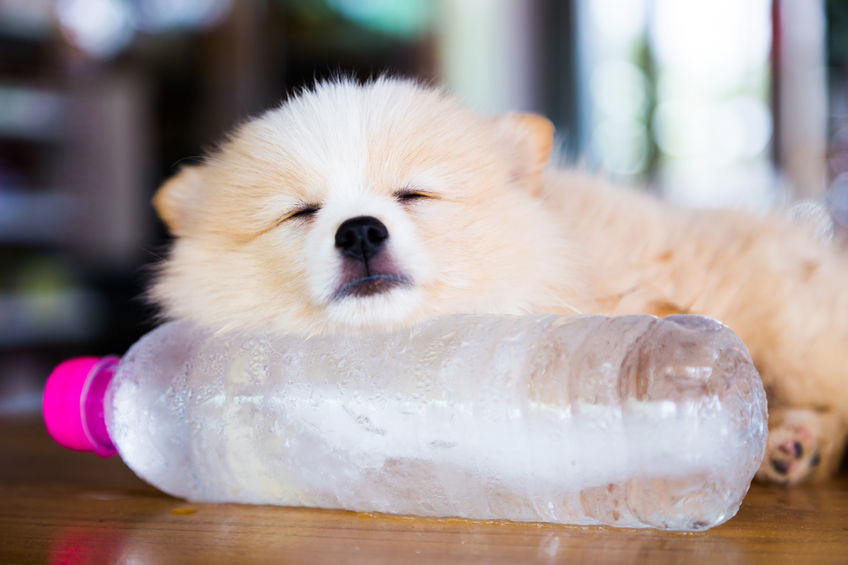 57794527 - brown pomeranian dog sleeping on the frozen water bottle.