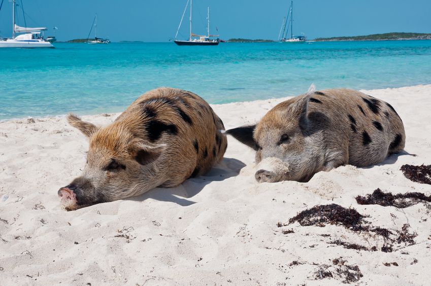 21954743 - wild pigs on big majors island in the bahamas, lounging and walking around in the sand and ocean.